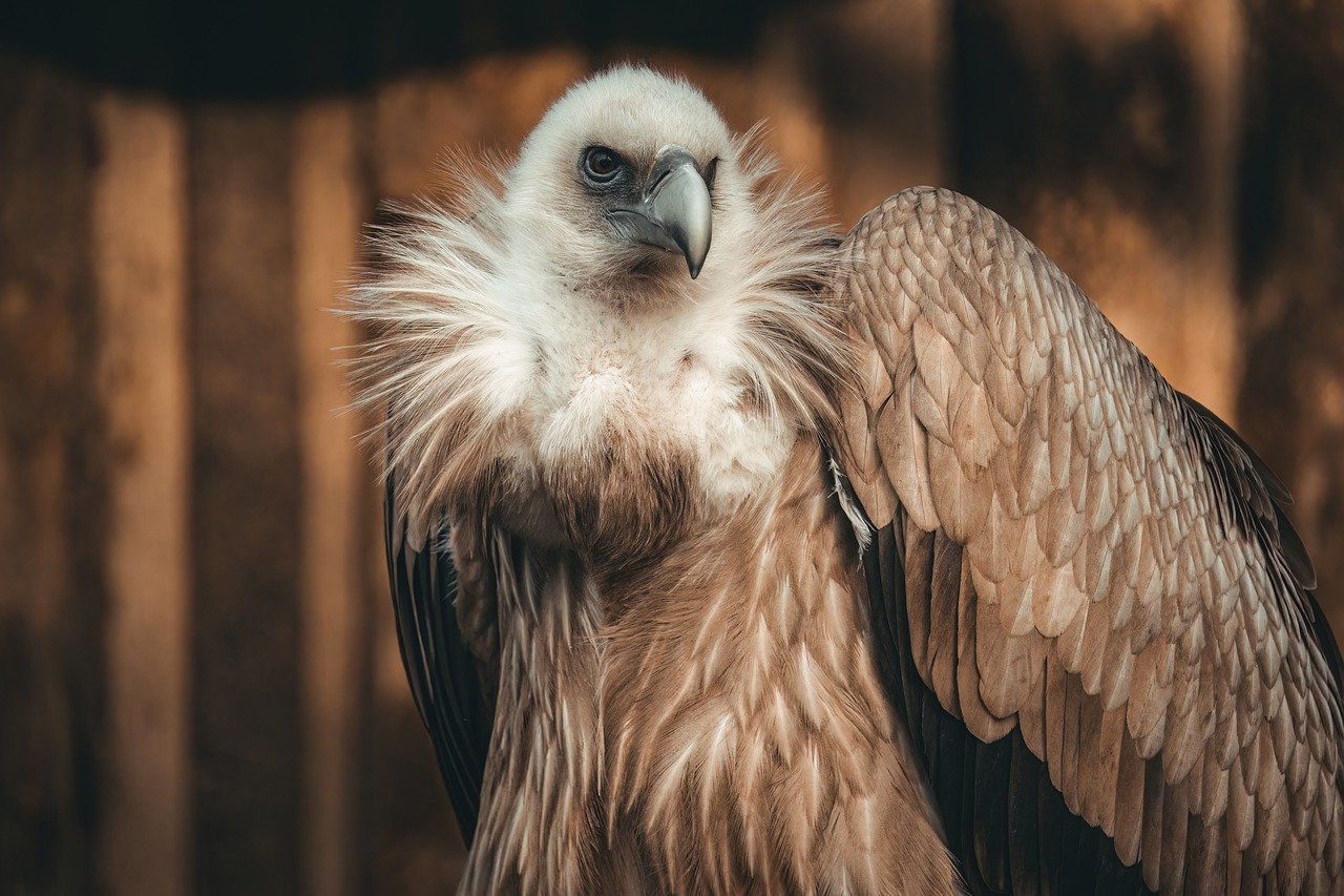 Exploring the Unique Features of the Brussels Griffon